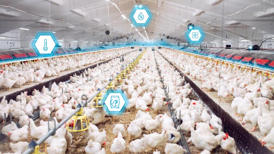 Poultry thumbnail